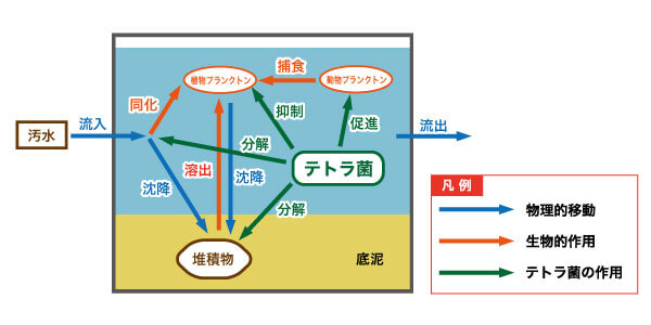 図：閉鎖性水域の汚濁の浄化の機構